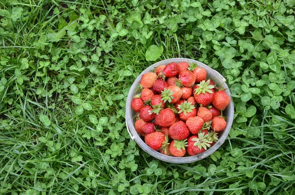 Bacche Fragola Fresche Contenitori Sparse Tavolo Villaggio — Foto Stock