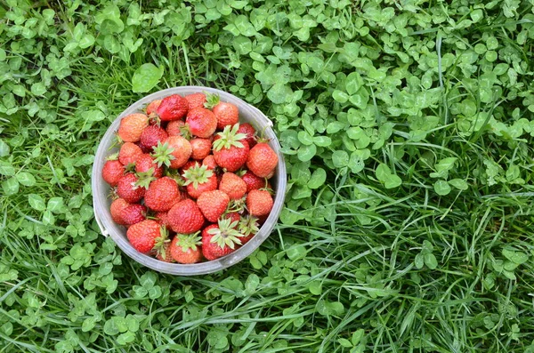 Bacche Fragola Fresche Contenitori Sparse Tavolo Villaggio — Foto Stock