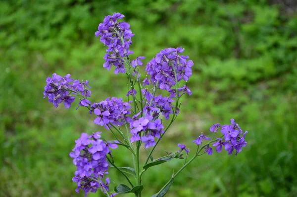 Rózsaszín Virágok Hesperis Matronalis Növény Közönséges Nevek Dame Rakéta Dame — Stock Fotó