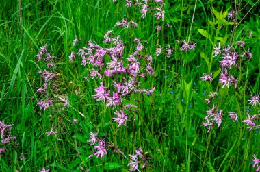 Ragged-Robin 'in pembe çiçekleri (Lychnis flos-cuculi) bir çayırda