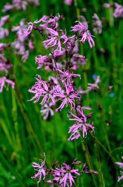 Pink Flowers Ragged Robin Lychnis Flos Cuculi Meadow — Stock Photo, Image