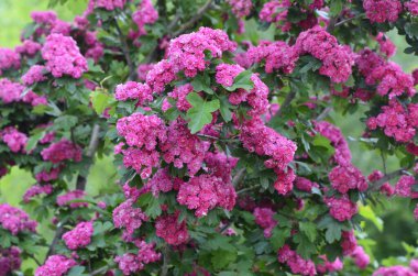 Doğal çiçekli arka plan, Çifte pembe Hawthorn veya Crataegus laevigata güzel pembe çiçekler.