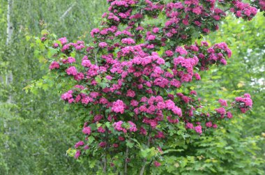 Doğal çiçekli arka plan, Çifte pembe Hawthorn veya Crataegus laevigata güzel pembe çiçekler.