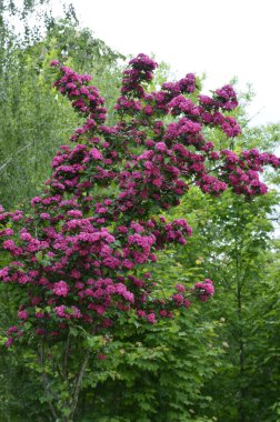 Doğal çiçekli arka plan, Çifte pembe Hawthorn veya Crataegus laevigata güzel pembe çiçekler.