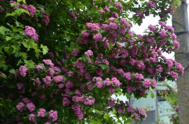 Doğal çiçekli arka plan, Çifte pembe Hawthorn veya Crataegus laevigata güzel pembe çiçekler.