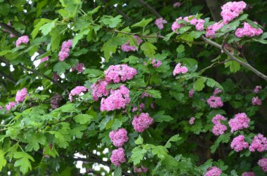 Doğal çiçekli arka plan, Çifte pembe Hawthorn veya Crataegus laevigata güzel pembe çiçekler.