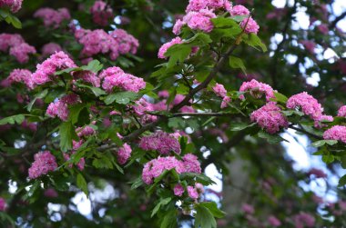 Doğal çiçekli arka plan, Çifte pembe Hawthorn veya Crataegus laevigata güzel pembe çiçekler.