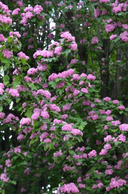 Doğal çiçekli arka plan, Çifte pembe Hawthorn veya Crataegus laevigata güzel pembe çiçekler.