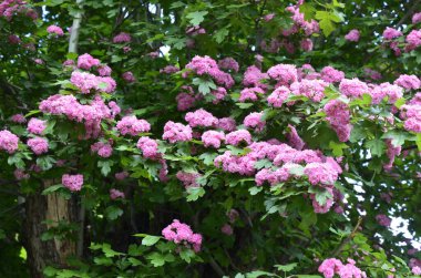 Doğal çiçekli arka plan, Çifte pembe Hawthorn veya Crataegus laevigata güzel pembe çiçekler.