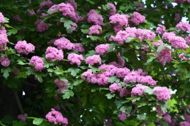 Doğal çiçekli arka plan, Çifte pembe Hawthorn veya Crataegus laevigata güzel pembe çiçekler.