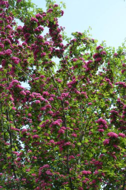 Doğal çiçekli arka plan, Çifte pembe Hawthorn veya Crataegus laevigata güzel pembe çiçekler.