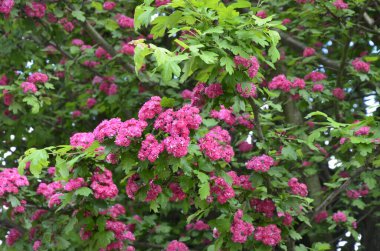 Doğal çiçekli arka plan, Çifte pembe Hawthorn veya Crataegus laevigata güzel pembe çiçekler.