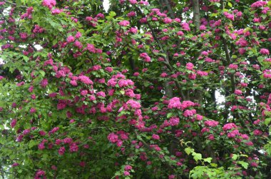 Doğal çiçekli arka plan, Çifte pembe Hawthorn veya Crataegus laevigata güzel pembe çiçekler.