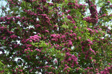Doğal çiçekli arka plan, Çifte pembe Hawthorn veya Crataegus laevigata güzel pembe çiçekler.