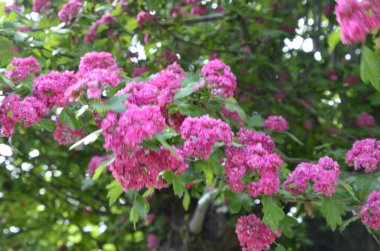 Doğal çiçekli arka plan, Çifte pembe Hawthorn veya Crataegus laevigata güzel pembe çiçekler.