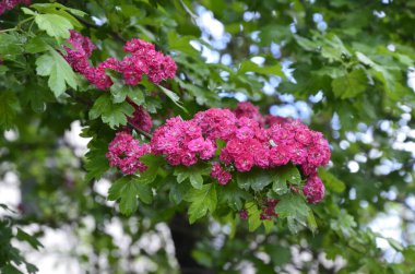 Doğal çiçekli arka plan, Çifte pembe Hawthorn veya Crataegus laevigata güzel pembe çiçekler.