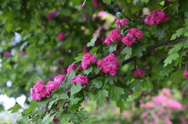Doğal çiçekli arka plan, Çifte pembe Hawthorn veya Crataegus laevigata güzel pembe çiçekler.