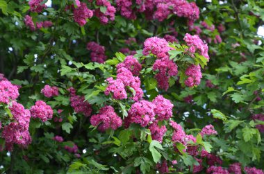 Doğal çiçekli arka plan, Çifte pembe Hawthorn veya Crataegus laevigata güzel pembe çiçekler.