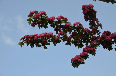Doğal çiçekli arka plan, Çifte pembe Hawthorn veya Crataegus laevigata güzel pembe çiçekler.