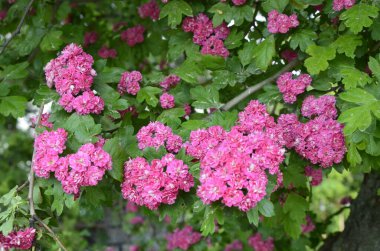 Doğal çiçekli arka plan, Çifte pembe Hawthorn veya Crataegus laevigata güzel pembe çiçekler.