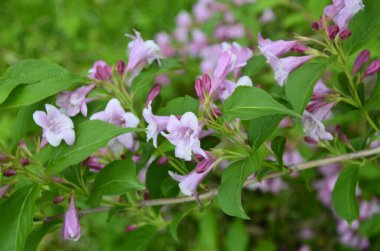 Weigela çalıları pembeleşiyor. Güzel bir bahar bahçesi. (Weigela Florida) Çiçekler.
