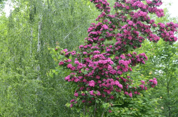 Natural Floral Background Blossoming Double Pink Hawthorn Crataegus Laevigata Beautiful — Stock Photo, Image