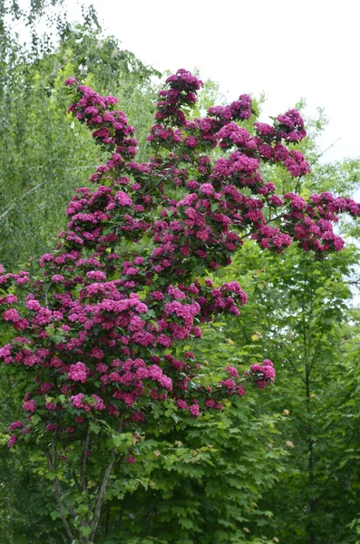 Fond Floral Naturel Floraison Aubépine Rose Double Crataegus Laevigata Belles — Photo