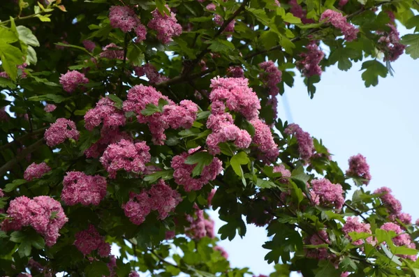 Naturalne Tło Kwiatowe Kwitnienie Double Różowy Hawthorn Lub Crataegus Laevigata — Zdjęcie stockowe