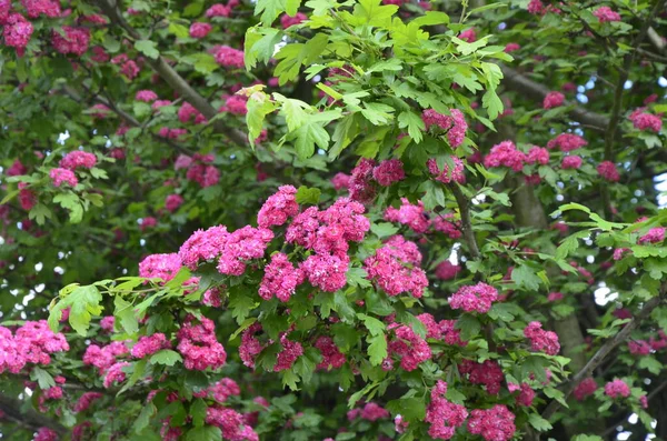 Přírodní Květinové Pozadí Rozkvět Double Pink Hawthorn Nebo Crataegus Laevigata — Stock fotografie