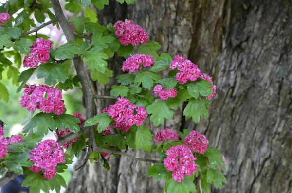 Fond Floral Naturel Floraison Aubépine Rose Double Crataegus Laevigata Belles — Photo