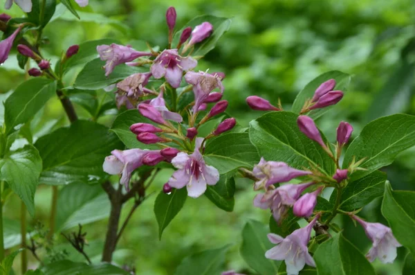 Los Arbustos Weigela Florecen Rosados Hermoso Jardín Primavera Weigela Florida — Foto de Stock