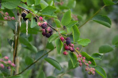 Shadbush servviceberry 'nin mor meyveleri. Amelanchier lamarckii 'den Berry' nin yakın çekimi, aynı zamanda Juneberry, Serviceberry veya Shadbush olarak da bilinir, baharda çiçek açar.