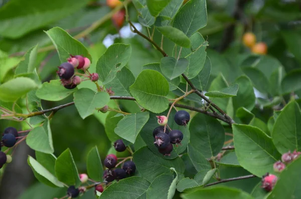 Shadbush servviceberry 'nin mor meyveleri. Amelanchier lamarckii 'den Berry' nin yakın çekimi, aynı zamanda Juneberry, Serviceberry veya Shadbush olarak da bilinir, baharda çiçek açar.