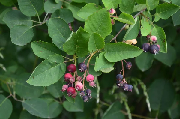 Frutos Roxos Shadbush Serviceberry Close Berry Lamarckii Amelanchier Também Chamado — Fotografia de Stock