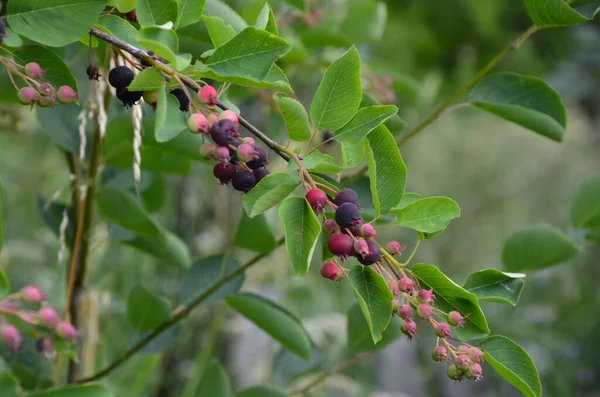 열매의 보라색 과일입니다 Closeup Berry Amelanchier Lamarckii Also Called Juneberry — 스톡 사진