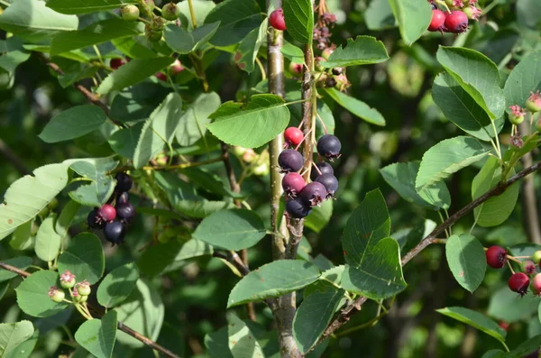 Frutos Roxos Shadbush Serviceberry Close Berry Lamarckii Amelanchier Também Chamado — Fotografia de Stock