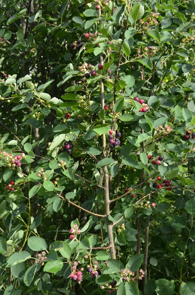 Fialové Plody Šedého Keře Serviceberry Detailní Záběr Berry Amelanchier Lamarckii — Stock fotografie