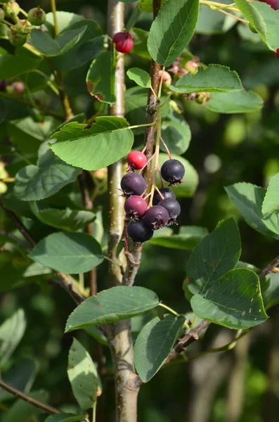 Fialové Plody Šedého Keře Serviceberry Detailní Záběr Berry Amelanchier Lamarckii — Stock fotografie