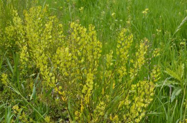 Field Pennycress, Thlaspi Arvense salatalarda kullanılan yenilebilir bir bitkidir. Tohumları bazen baharat olarak kullanılır, çoğunlukla et için. Şimdilerde neredeyse unutulmuş bir baharat..