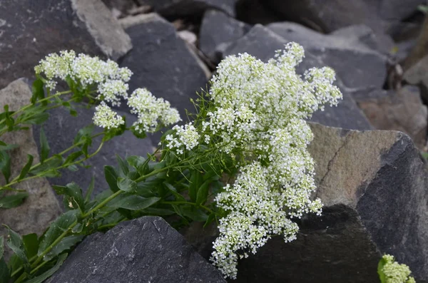 Lepidium Campestre Pepperwort Planta Silvestre Fotografiada Primavera Flores Pepperwort Campo — Foto de Stock