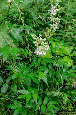 Flowering spring meadow. Filipendula vulgaris, commonly known as dropwort or fern-leaf dropwort. Place for text, blurred background.