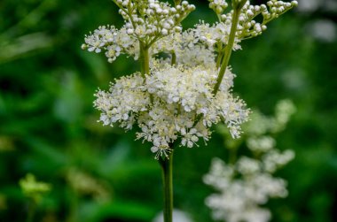 Flowering spring meadow. Filipendula vulgaris, commonly known as dropwort or fern-leaf dropwort. Place for text, blurred background.