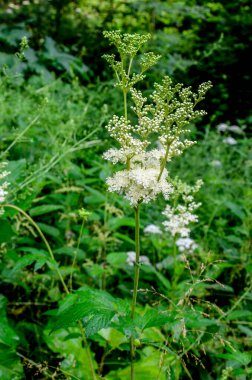 Flowering spring meadow. Filipendula vulgaris, commonly known as dropwort or fern-leaf dropwort. Place for text, blurred background.