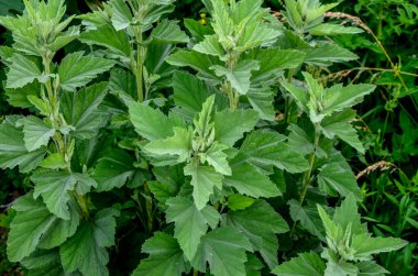 Marshmallow (Althaea officinalis) doğal bir iyileşme sürecidir..