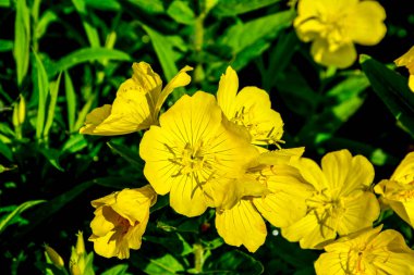 Yağmurlu bir günde çiçek tarhında çiğ akşam çiçekleri yağmurlu bir bahçede, doğa ve bitki konsepti. Sarı akşam çuha çiçeği (Oenothera biennis), kozmetik, cilt bakımı ve egzama için ilaç bitkisi