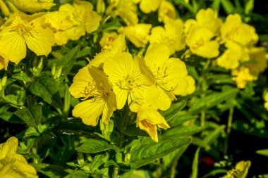 Yağmurlu bir günde çiçek tarhında çiğ akşam çiçekleri yağmurlu bir bahçede, doğa ve bitki konsepti. Sarı akşam çuha çiçeği (Oenothera biennis), kozmetik, cilt bakımı ve egzama için ilaç bitkisi