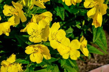 Yağmurlu bir günde çiçek tarhında çiğ akşam çiçekleri yağmurlu bir bahçede, doğa ve bitki konsepti. Sarı akşam çuha çiçeği (Oenothera biennis), kozmetik, cilt bakımı ve egzama için ilaç bitkisi