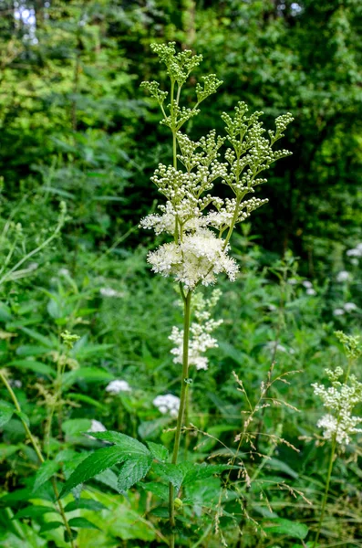 Flowering Spring Meadow Filipendula Vulgaris Commonly Known Dropwort Fern Leaf — Stockfoto