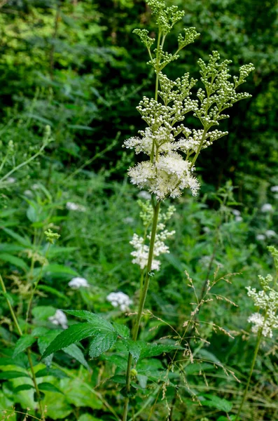 Flowering Spring Meadow Filipendula Vulgaris Commonly Known Dropwort Fern Leaf — Photo