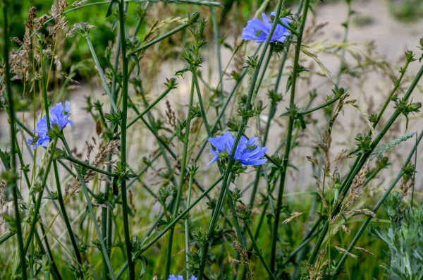 Kék Cikória Virágok Cikória Vadvirágok Pályán Kék Virág Természetes Háttérrel — Stock Fotó